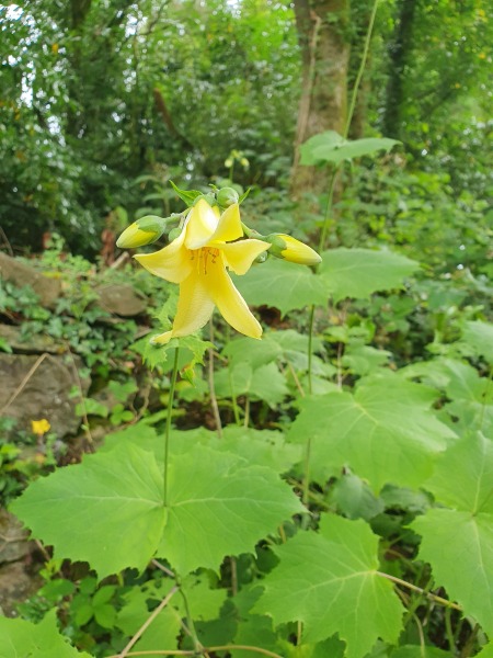 What have you done in the garden today? Part 2
