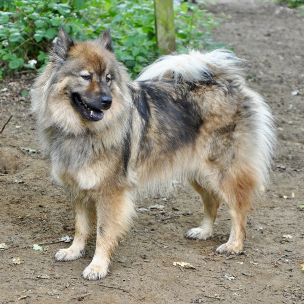 Does anyone have a chow chow?