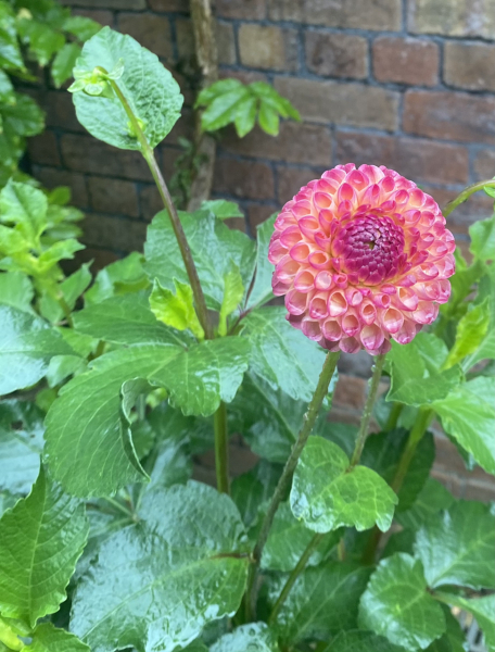 Pamela thread 6 - Bile Duct Cancer, Continued