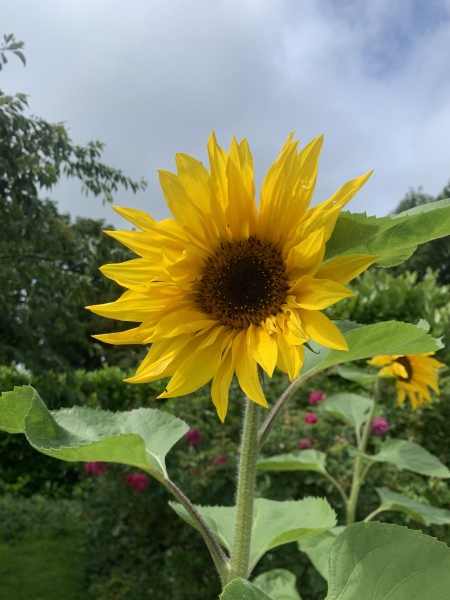 Sunflowers
