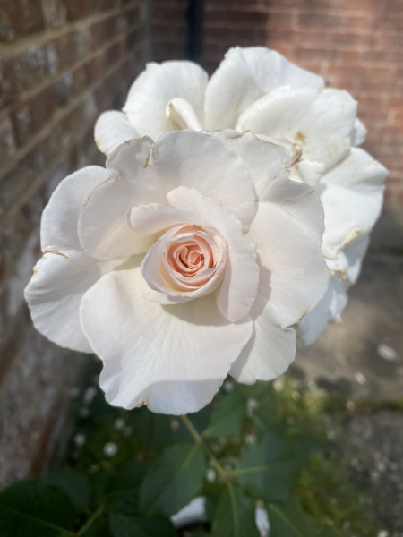 Rose Appreciation Thread