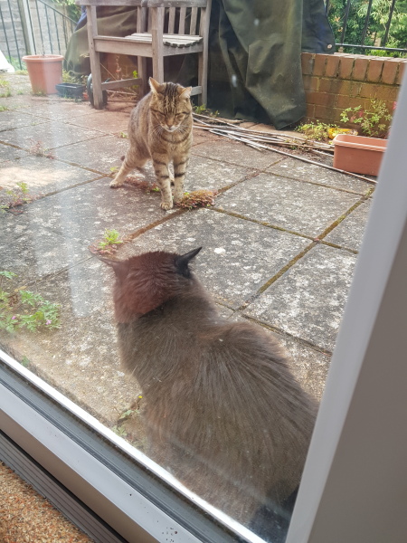 Thug cat part 5 - For he will not do destruction, if he is well-fed, neither will he spit without provocation.