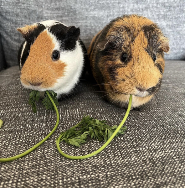 Pamela - Bile Duct Cancer, thread 4, London has given me a chance! 