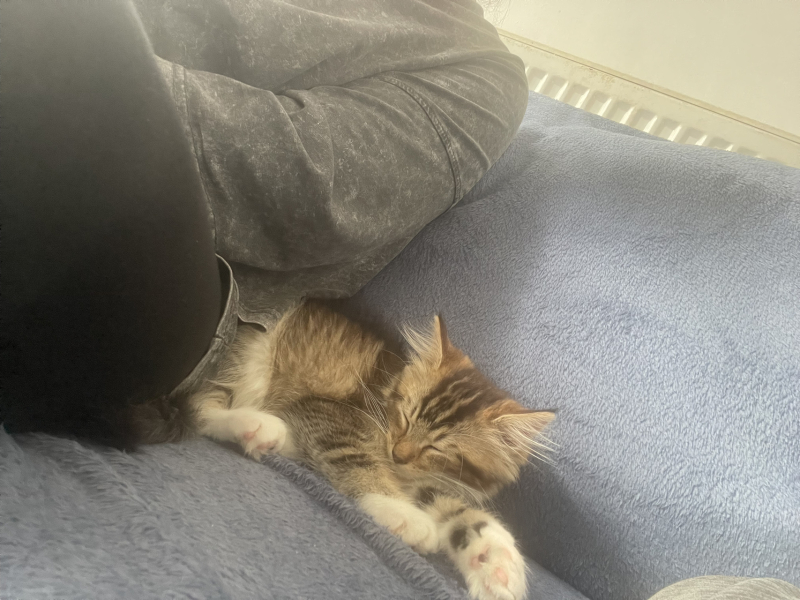 Our new kitty pixie - settling in advice