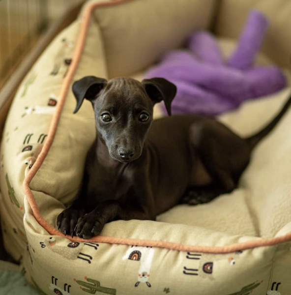 Can my puppy wear a harness all day?