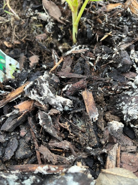 What is this powdery residue in flower beds?
