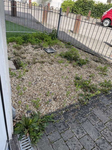 Weeds through membrane and weedkiller