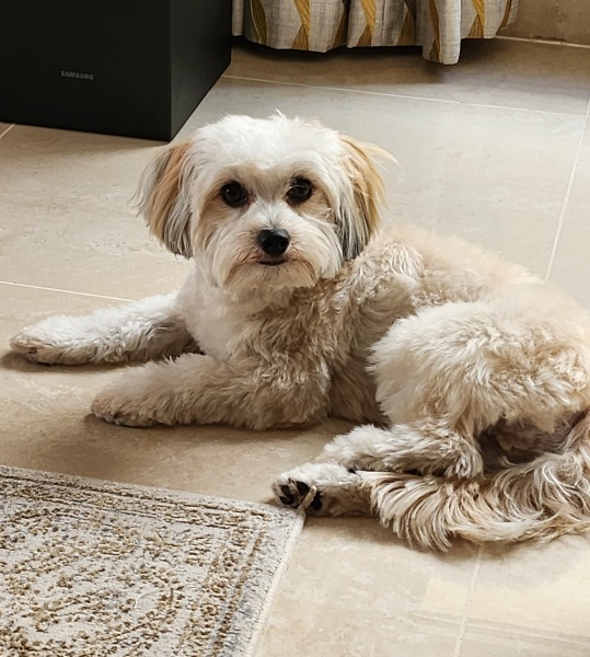 Tell me something lovely about your dog.
