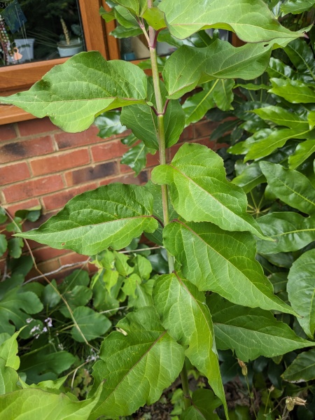 A plant ID one please