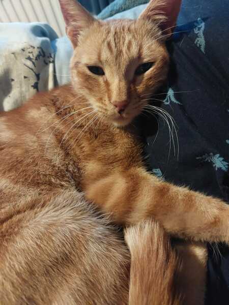 Thread 28 Sunak : Lords, Ladies and Lame Ducks