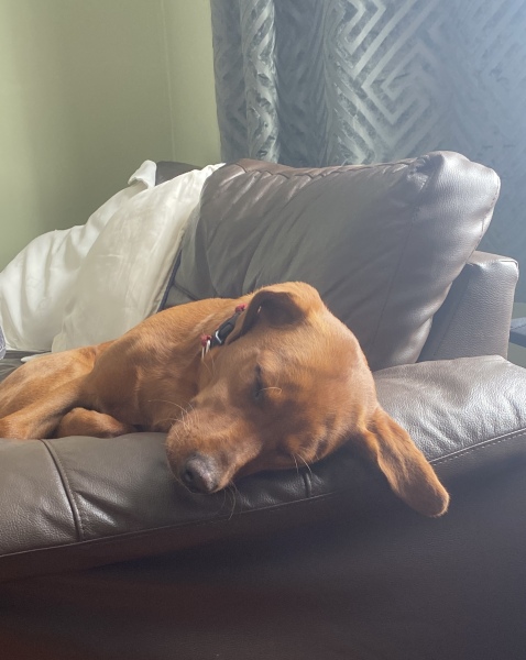 Puppy survival thread part 2