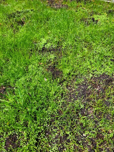 Artificial grass - help!