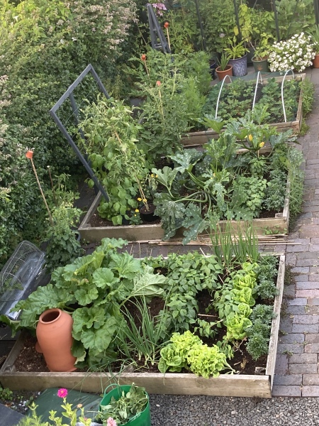 Strawberries not fruiting anymore 