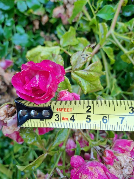 What have you done in the garden today? Part 2