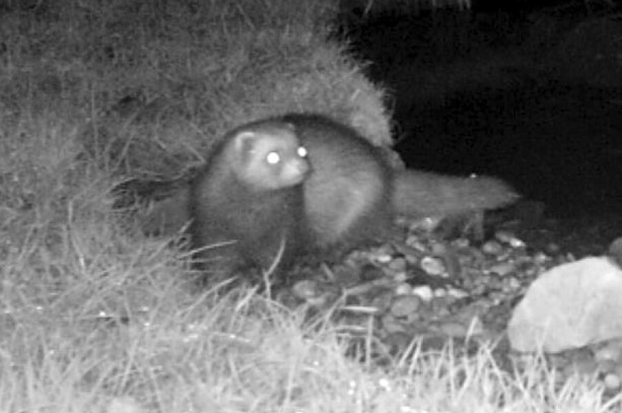 Why get a Ring doorbell?