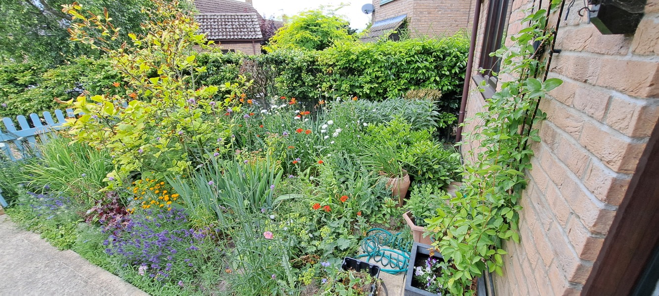 What sort of vibe my front garden has?