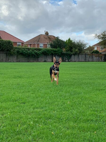 Guess the breed(s)