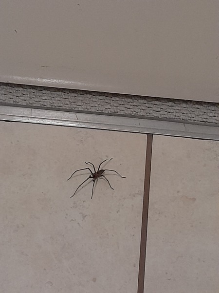 I'm stuck in the loo forever now aren't I?
