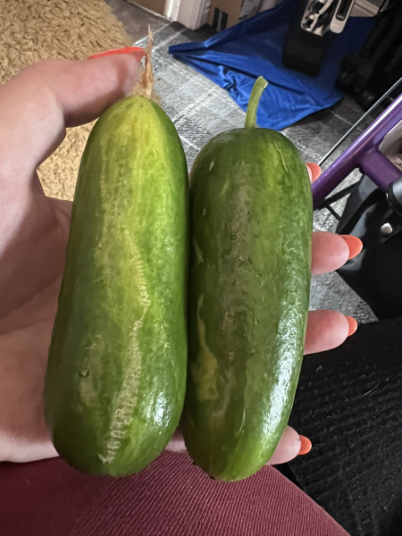 What have you done in the garden today? Part 2