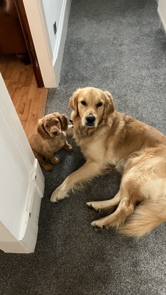 Second dog