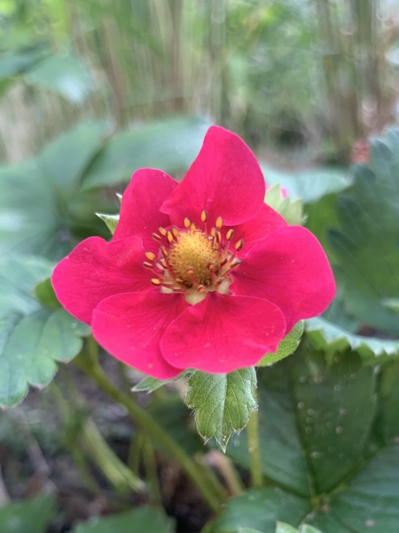 Pamela thread 3 - Bile Duct Cancer, off to London! 