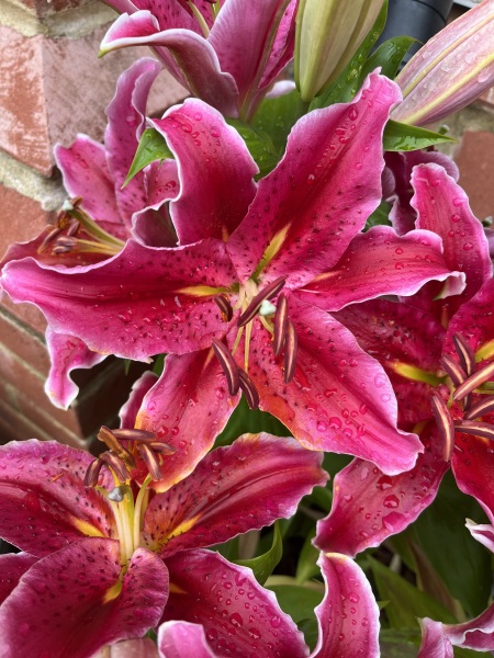 Pamela thread 6 - Bile Duct Cancer, Continued