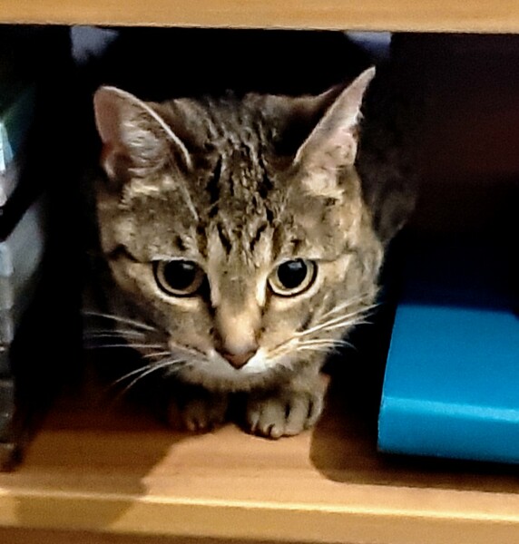 New cat