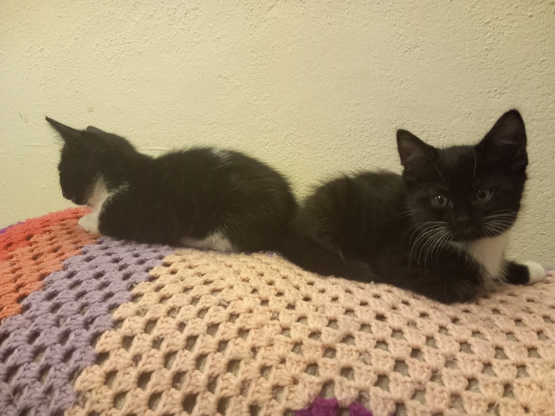 Pamela thread 5 - Bile Duct Cancer, chemo begins