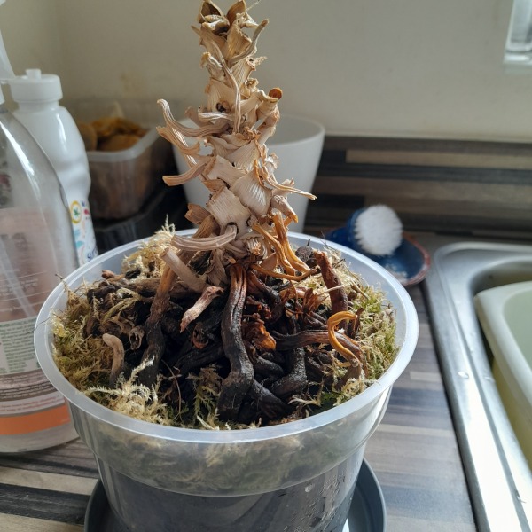 Orchid help!