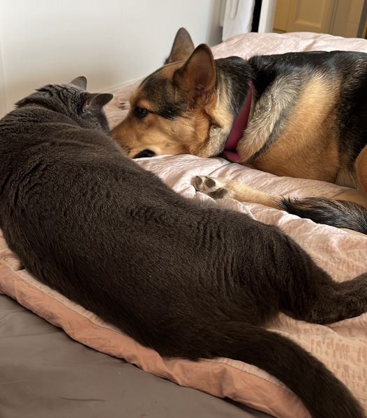 Tell me something lovely about your dog.