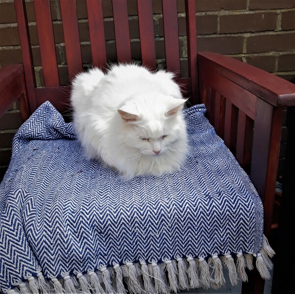 A Very Great Quantity Of Excellent Cats