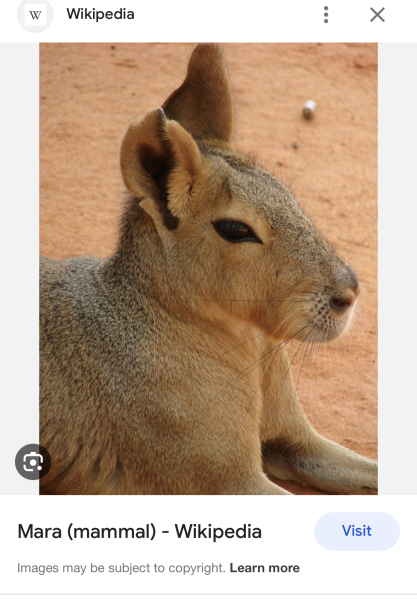 Mara 