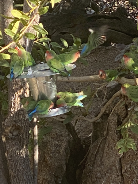 Pamela thread 5 - Bile Duct Cancer, chemo begins