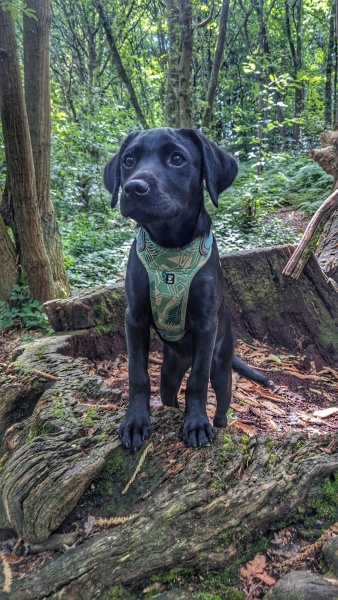 Puppy survival thread part 2