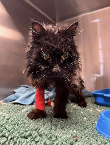 Thread 8 - TalkLair: “Brewing Russell's teapot” 