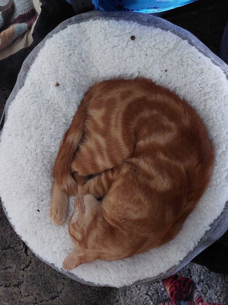 A Very Great Quantity Of Excellent Cats
