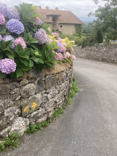 The Saxenda Sisterhood 