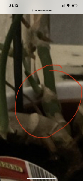 Can I save this plant!?