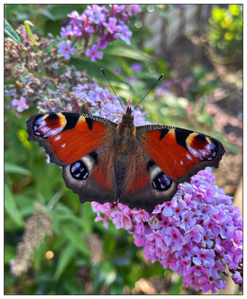 Pamela - Bile Duct Cancer, thread 4, London has given me a chance! 