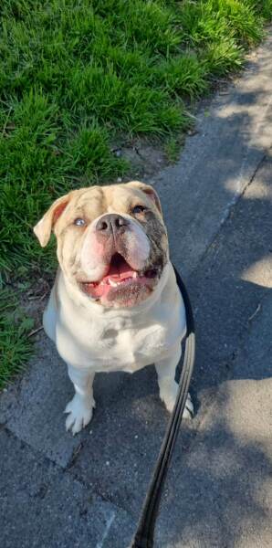 Protecting kids from dogs