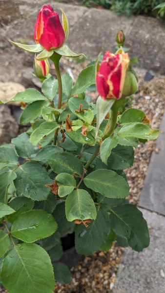Leaves on roses with brown edges