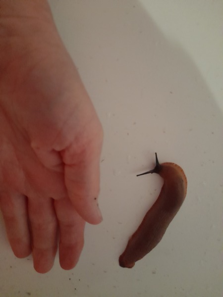 I just want to moan about slugs😠