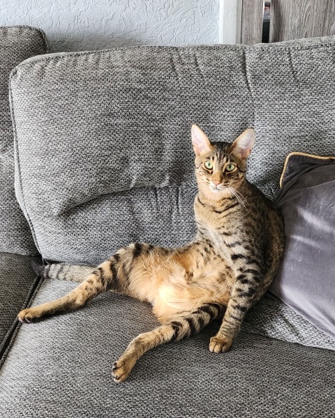 What is one thing you love about your cat?