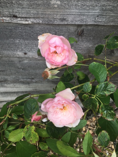 Pamela thread 5 - Bile Duct Cancer, chemo begins