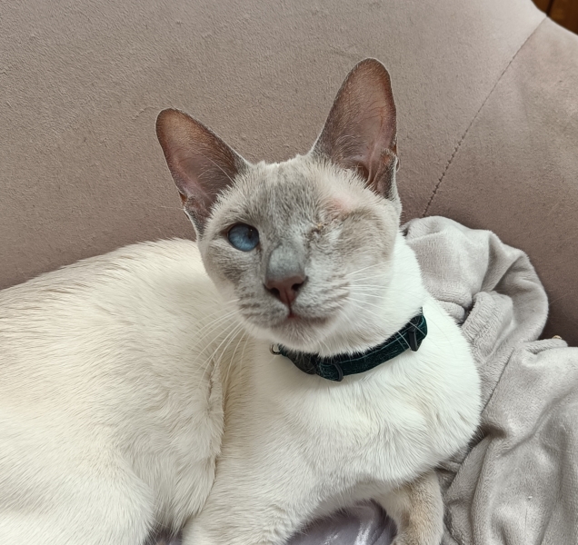 My darling girl is having an eye removed today