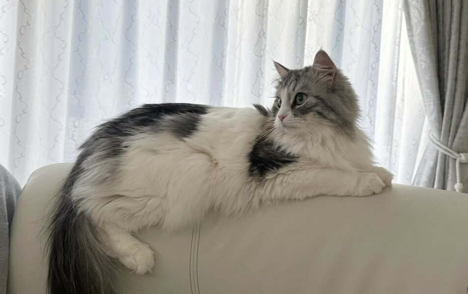 I hate the cat