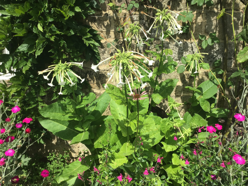 What have you done in the garden today? Part 2