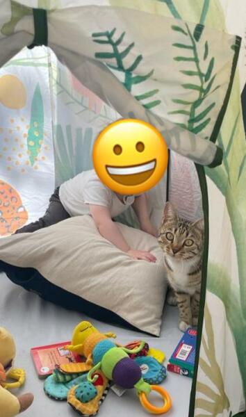 How to stop young cat going into neighbours’ houses? 