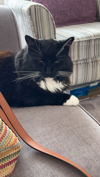 I hate the cat