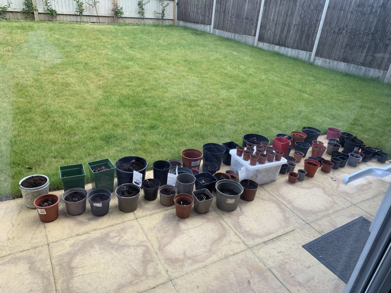 I bought 160 bare root  perennials for £40!
